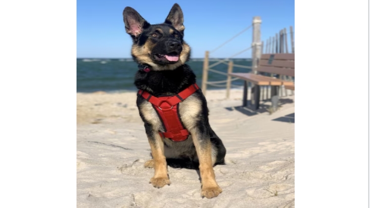 Safety First: Why Dogs Need Life Jackets for Summer Adventures